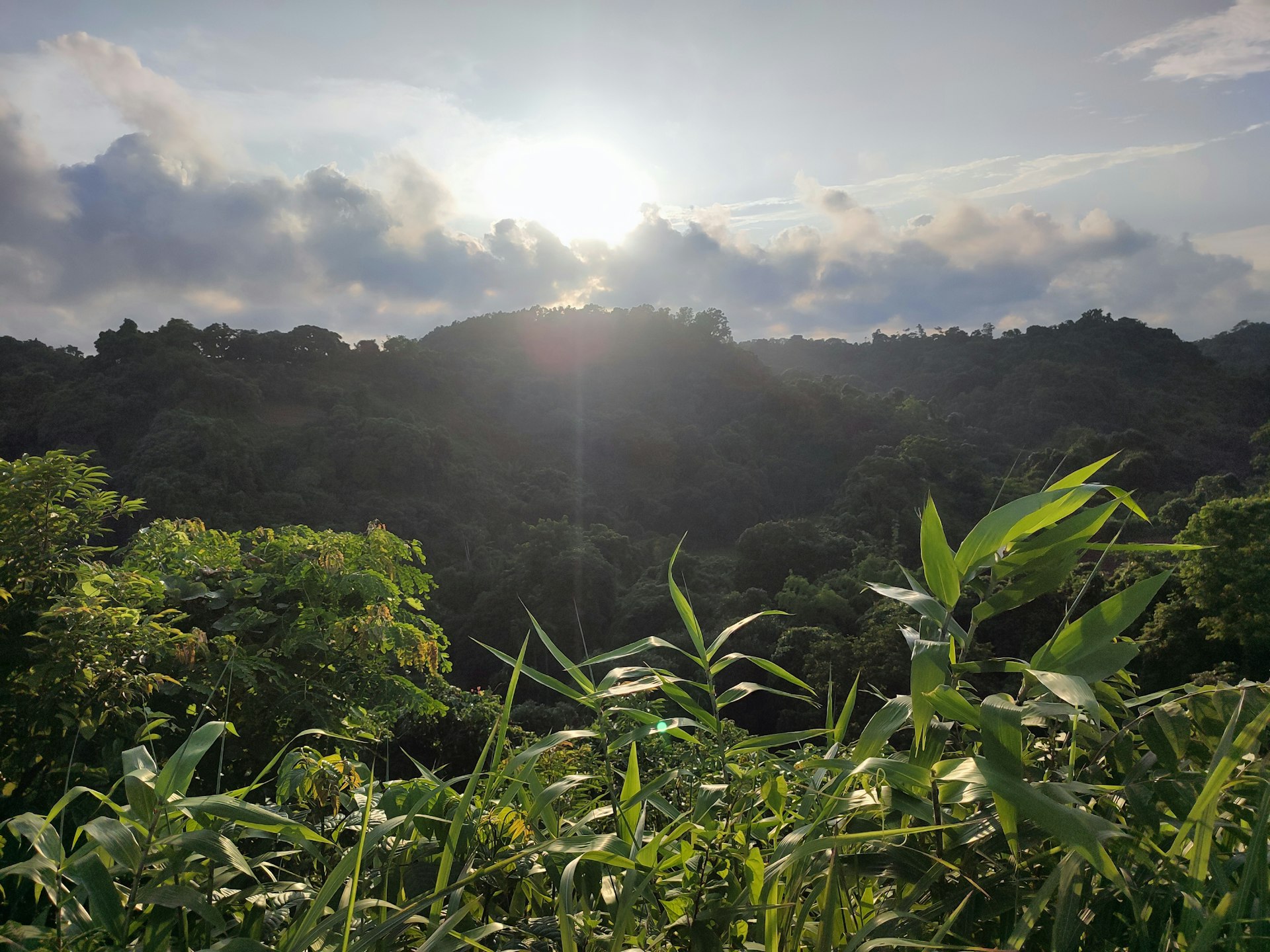 The sun is shining through the clouds over the forest